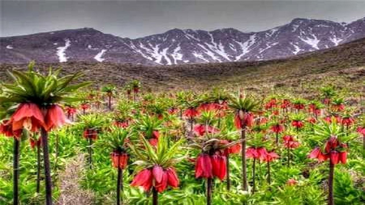 کهگیلویه و بویراحمد ، رویشگاه گل افسانه ای ایران