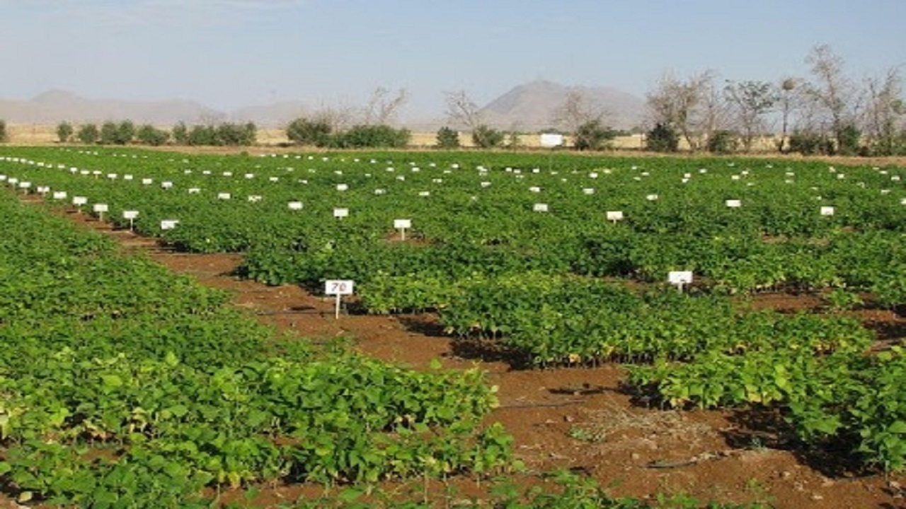 برگزاری کاروان ترویج الگوی کشت محصولات زراعی در هریس