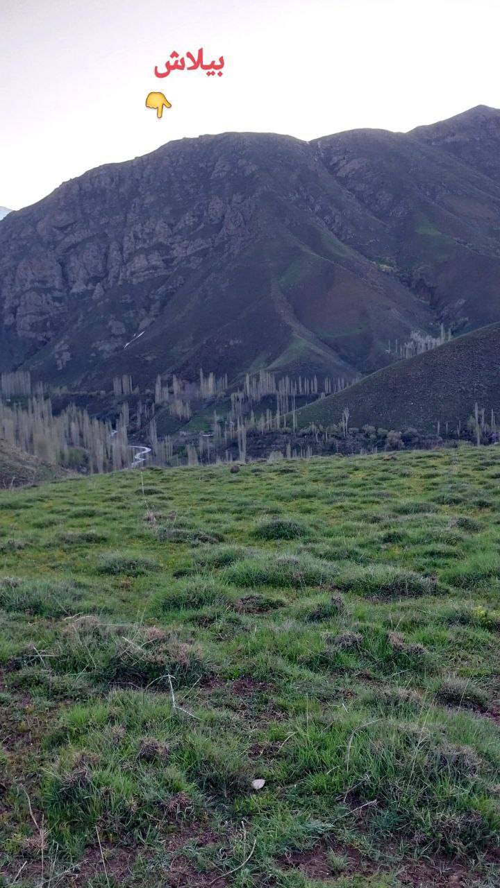 منطقه بیلاش