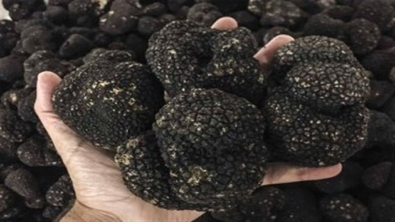 کشف ۴ کیلو ترافل قاچاق در مینودشت