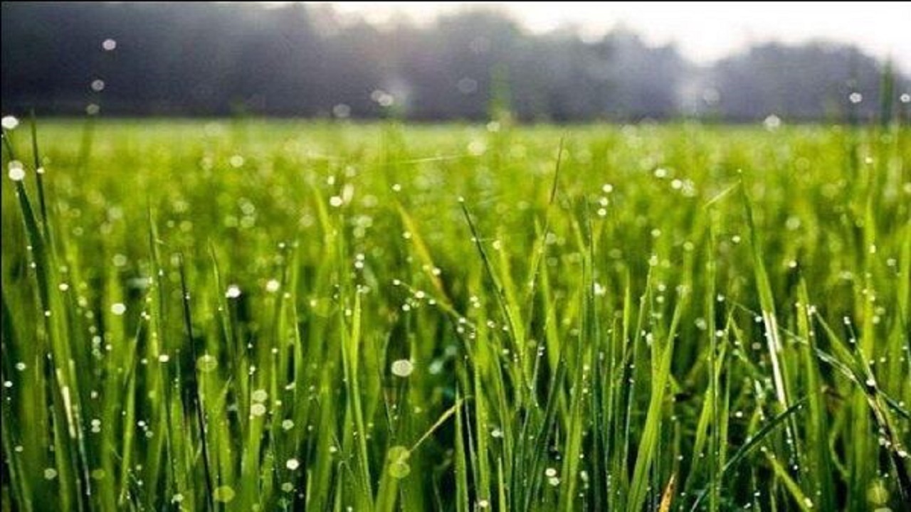 پیش‌بینی بارش نرمال برای مازندران تا نیمه مرداد