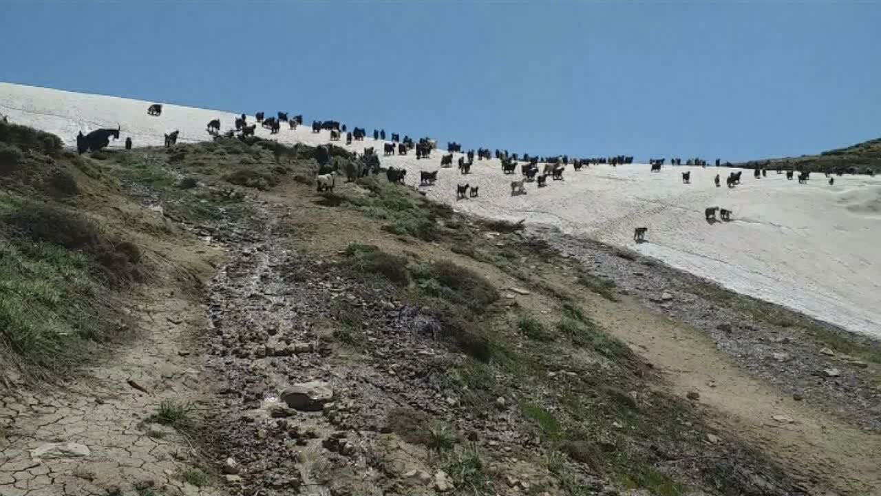 آغاز زود هنگام کوچ عشایر ایل بختیاری به مناطق ییلاقی استان اصفهان