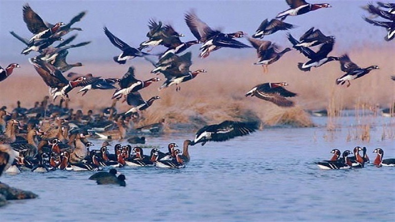 مهاجرت ۱۵ هزار بال پرنده مهاجر آبزی به استان اردبیل