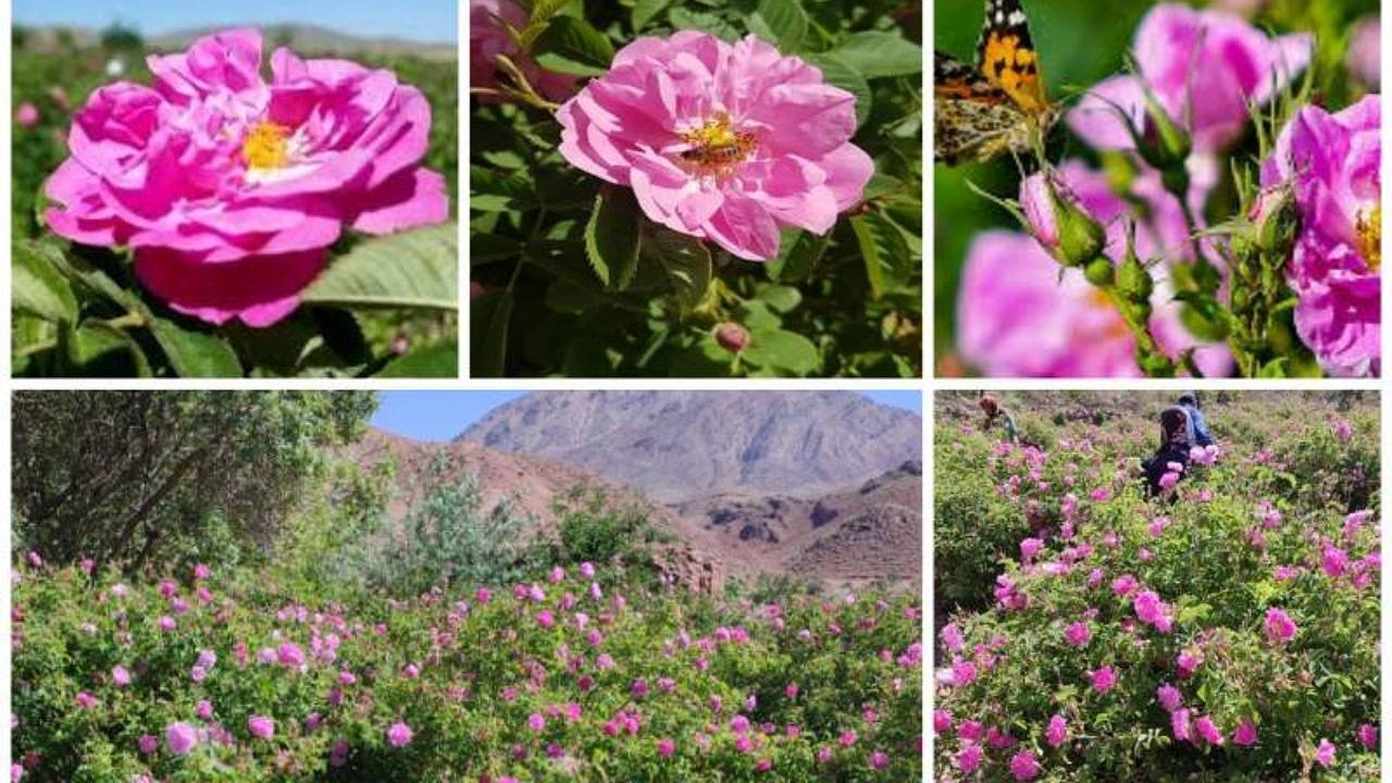 آغاز برداشت گل محمدی در راور