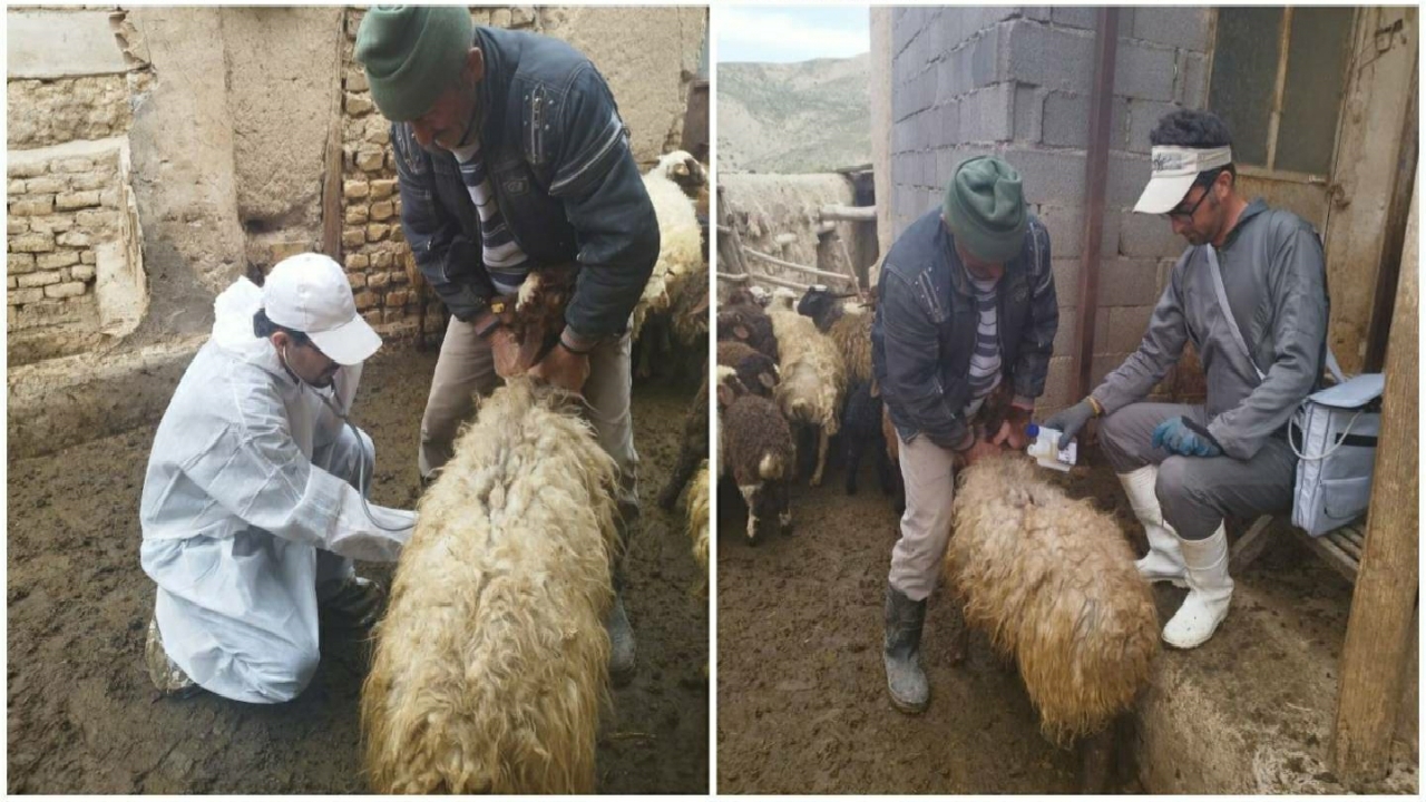 برگزاری اردوی جهادی دامپزشکی در آوج