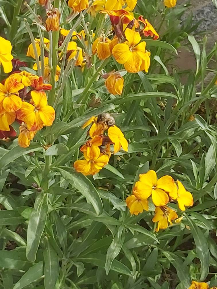 گل های رنگارنگ بهاری