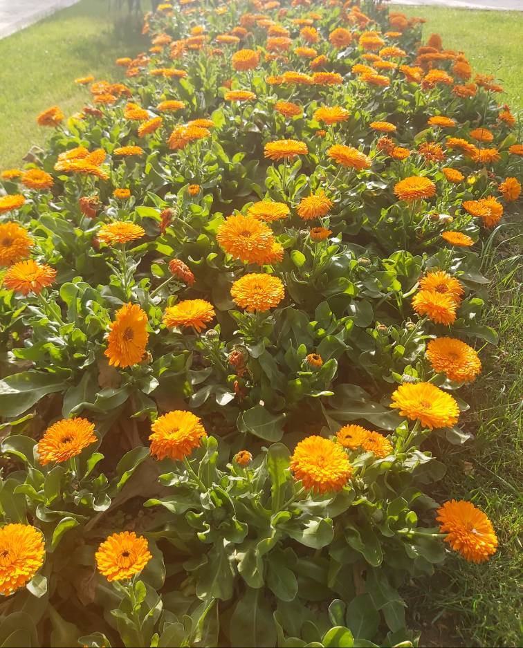طبیعت گل های بهاری