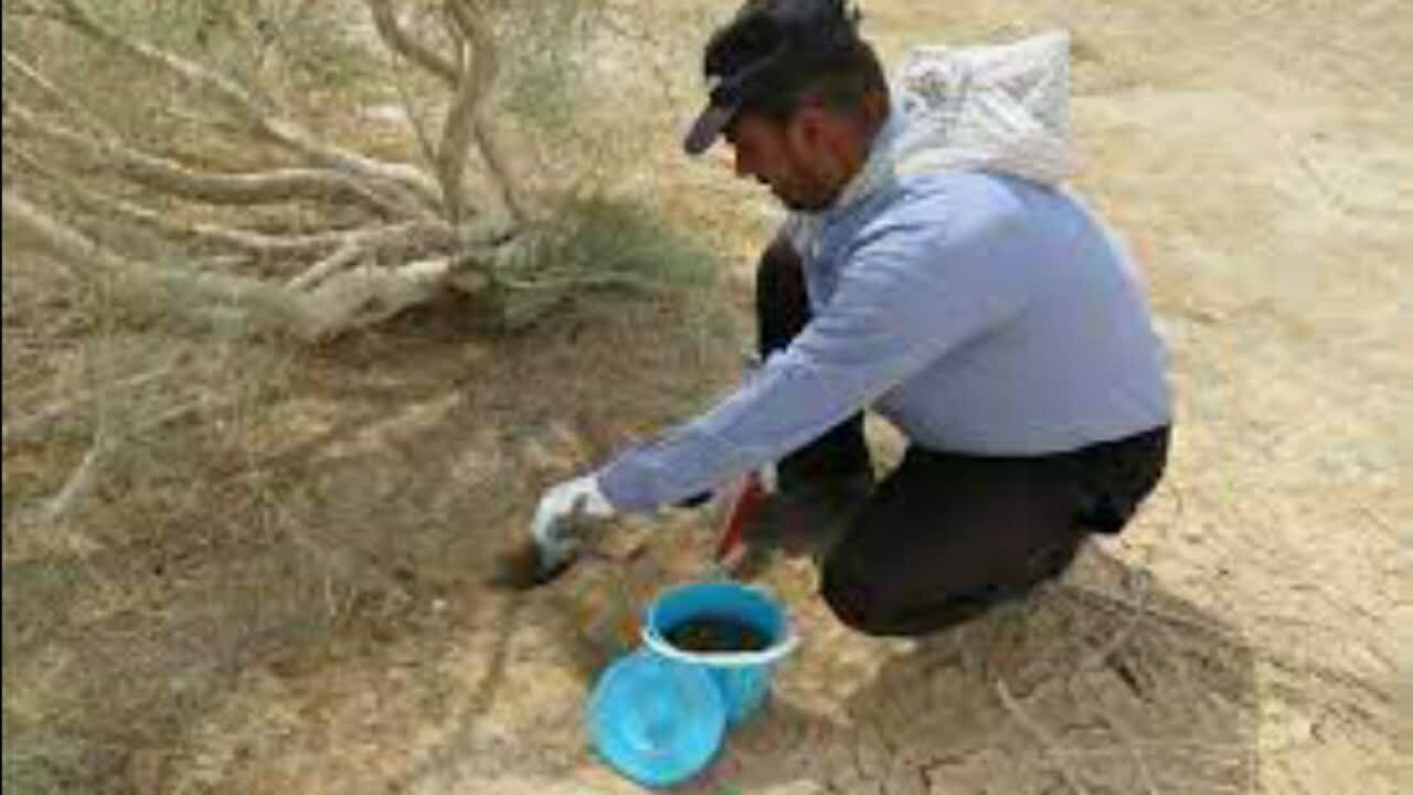 طرح مبارزه با بیماری سالک در آران و بیدگل
