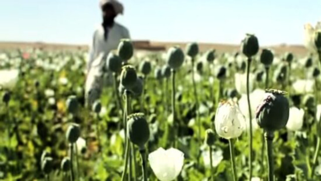 طرح راهبردی طالبان برای مبارزه با مواد مخدر