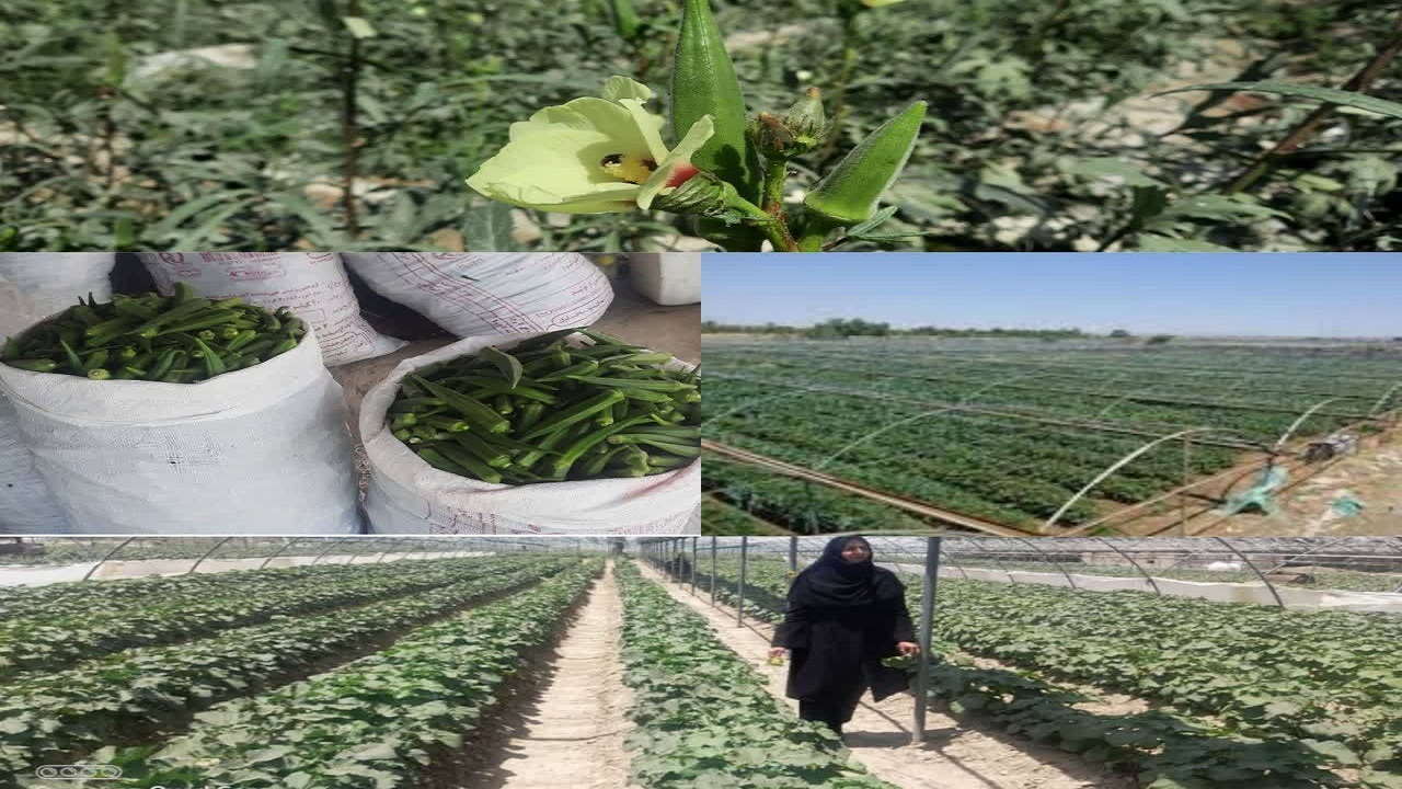 برداشت بامیه در ایرانشهر آغاز شد