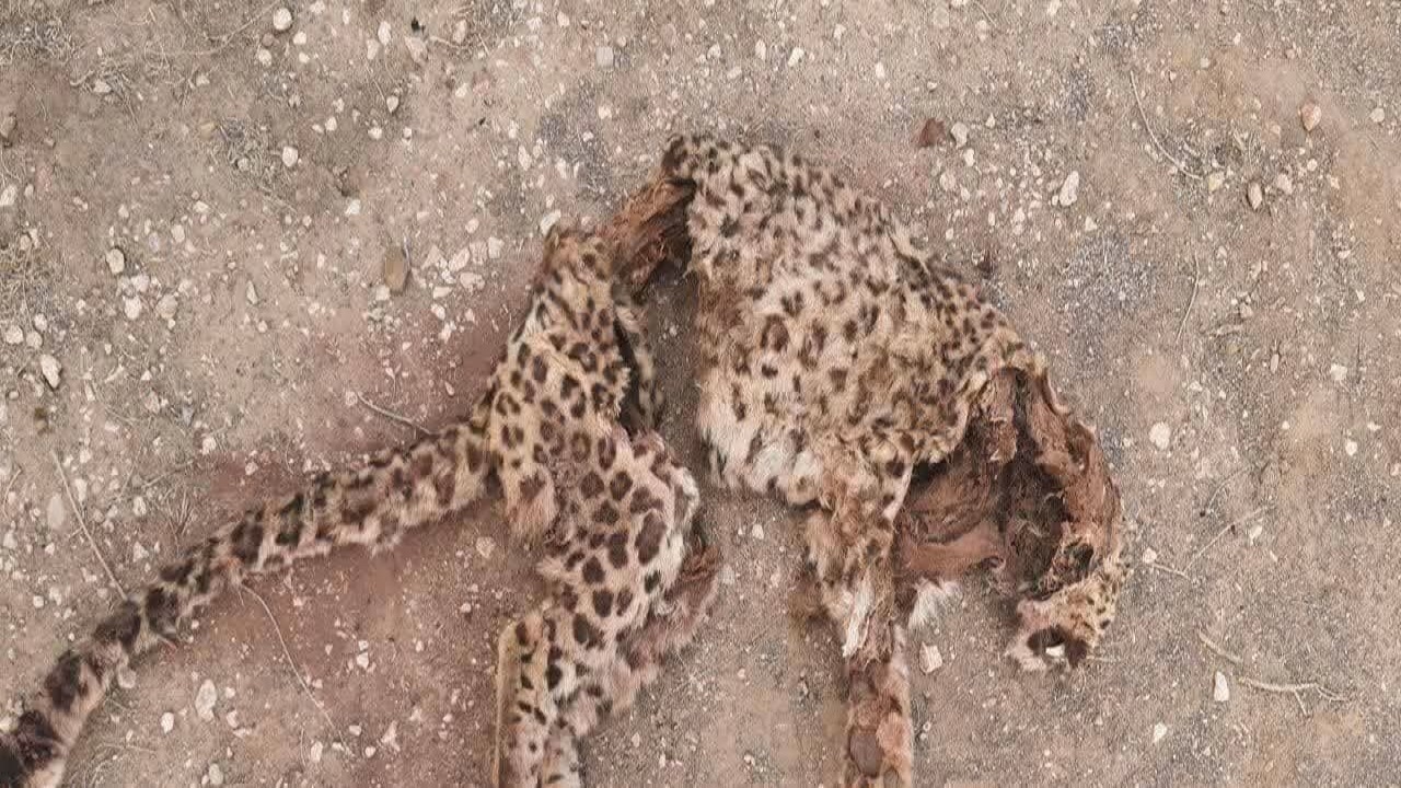 پلنگ ۱۳ ساله در منطقه شاسکوه تلف شد
