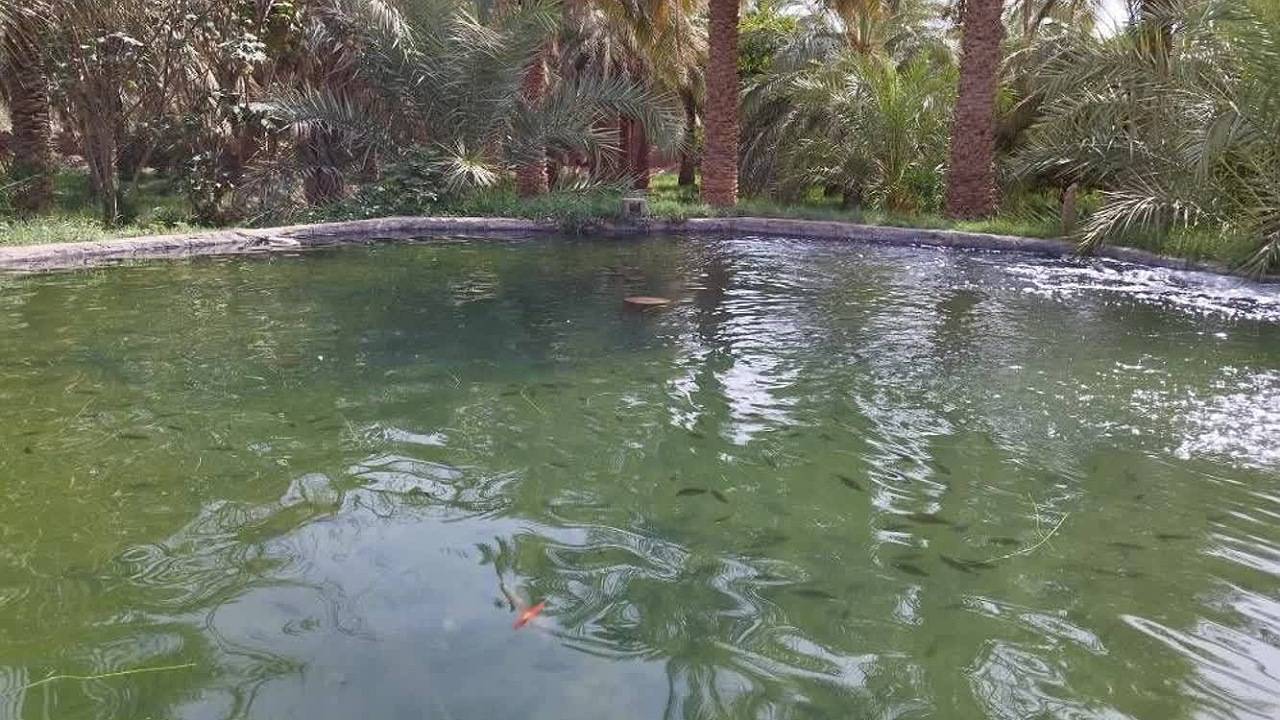 وجود ۹ استخر پرورش ماهی فعال در فهرج