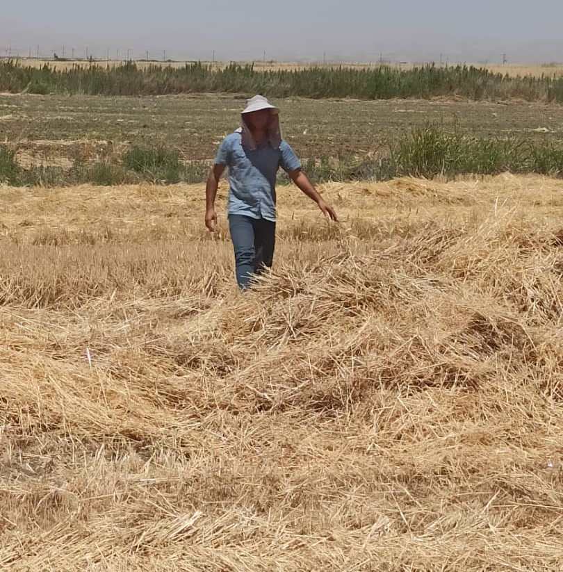 رکورد خرید تضمینی گندم نسبت به سال گذشته شکسته شد