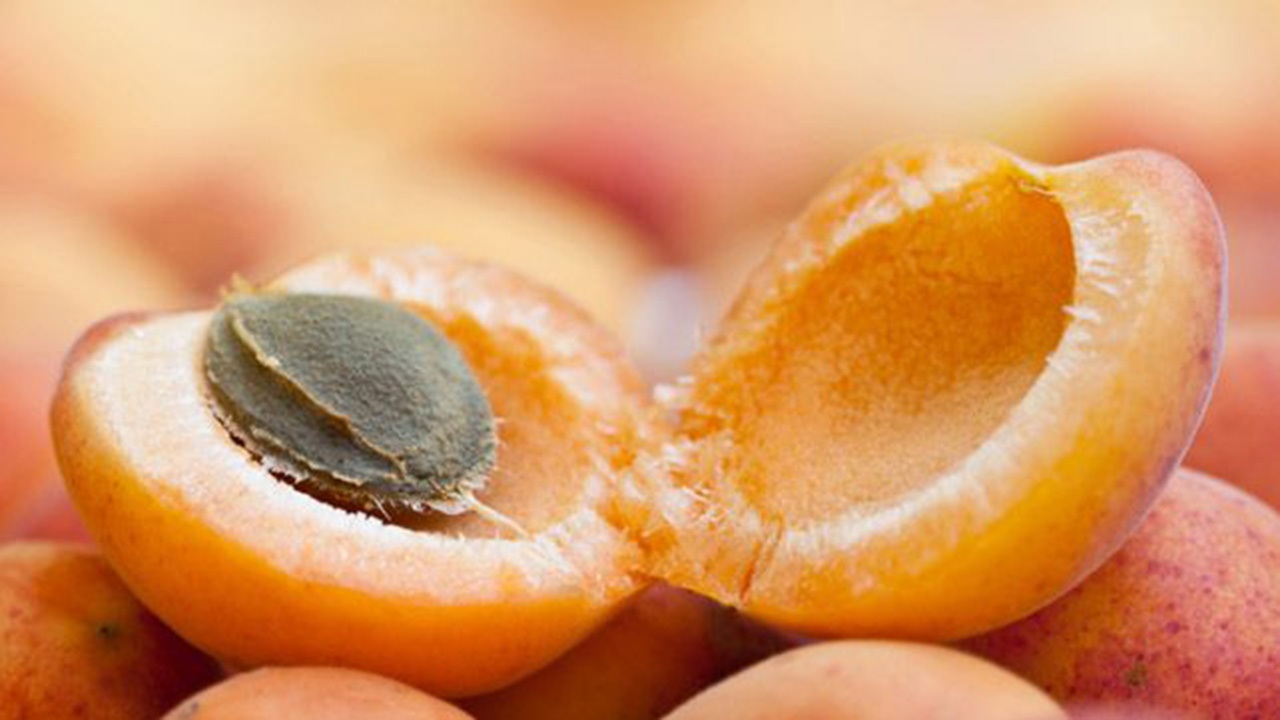 هسته زردآلو بخوریم یا نخوریم؟