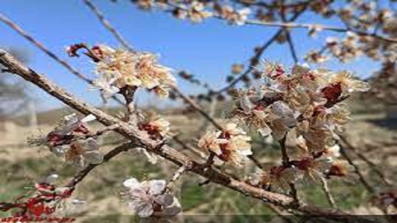 خسارت ۱۳۳ میلیاردی سرمازدگی به باغات و مزارع تویسرکان
