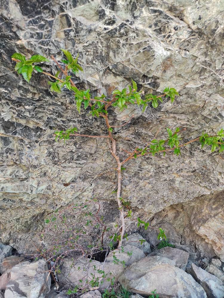 سبزی کوهی