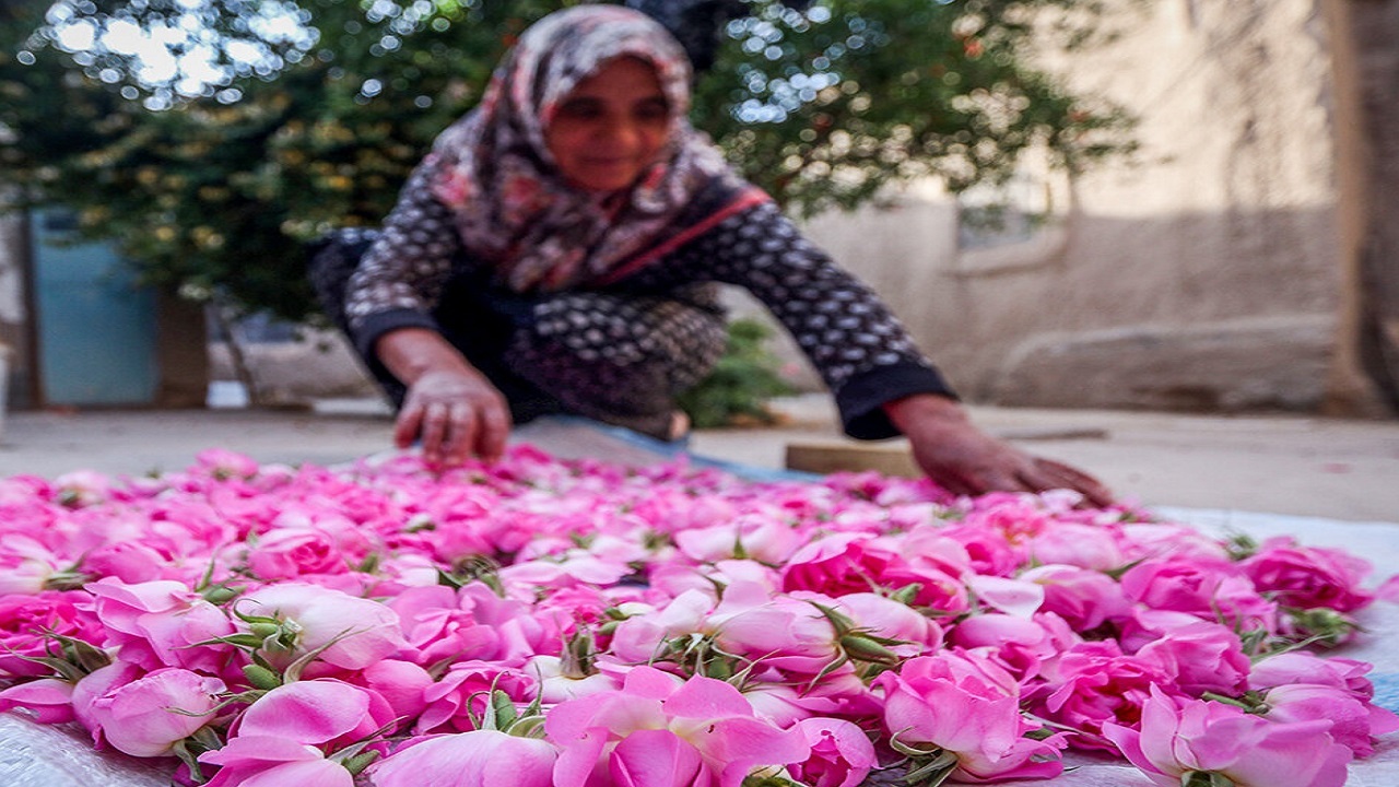 ۱۵۰ تن گل محمدی در خوشاب خراسان رضوی برداشت شد