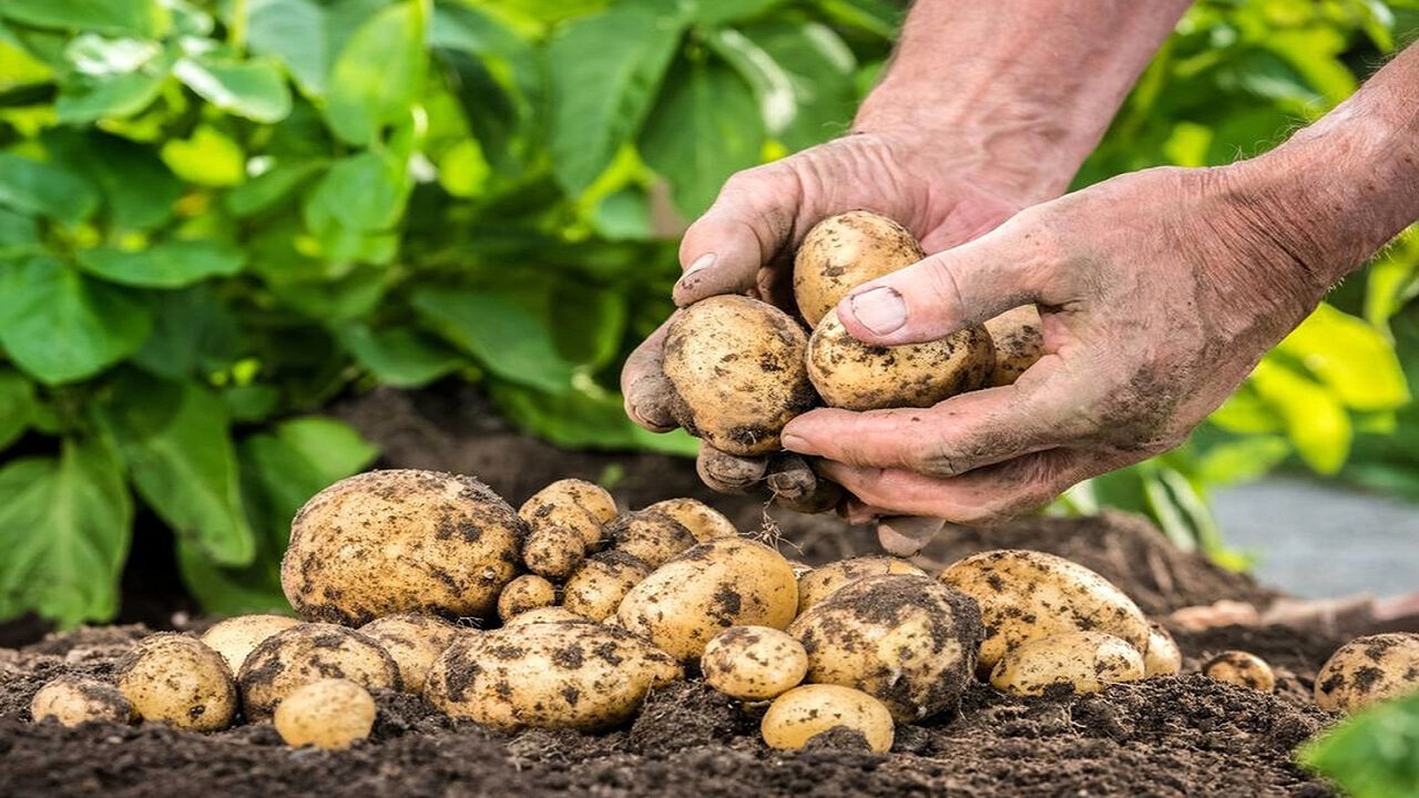 گلستان ۷۰ درصد نیاز سیب زمینی کشور در ۲ ماه را تامین می‌کند