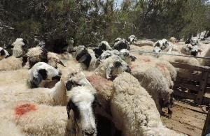 توقيف دام فاقد مجوز در کرج