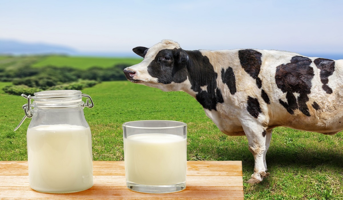 نحوه صحیح جوشاندن شیر برای جلوگیری از تب مالت + فیلم