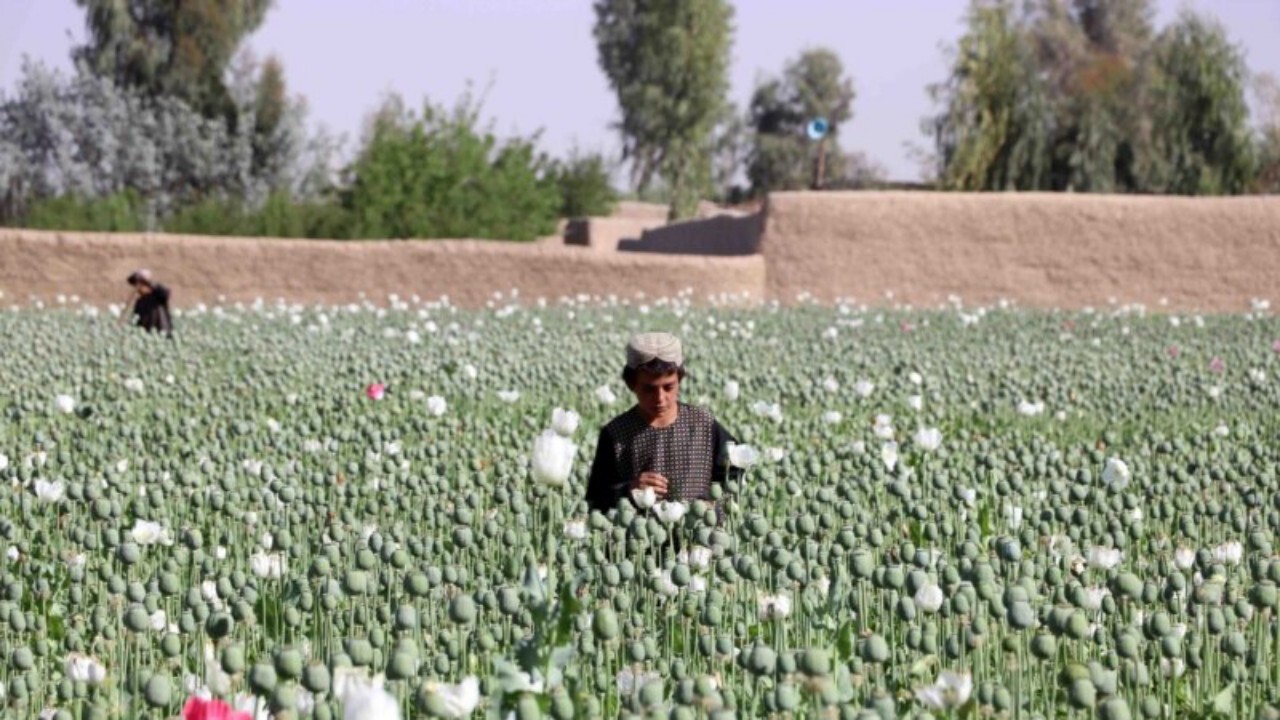 کارزار تخریب مزارع خشخاش در افغانستان + فیلم