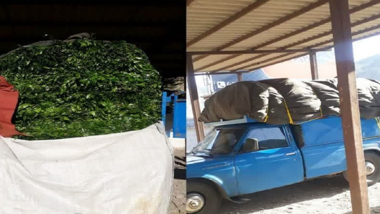 کشف گیاه چلم قاچاق در سوادکوه
