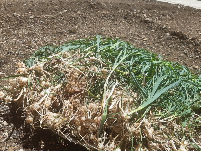 کِلونَک؛ نان محلی غرب اصفهان در میانه بهار