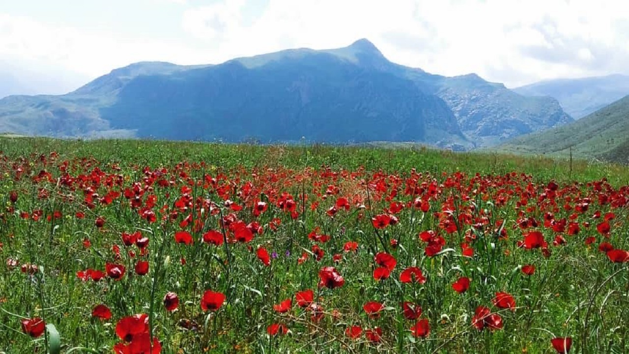 رویش لاله‌های وحشی در دل طبیعت روستای خسرود الموت غربی + فیلم