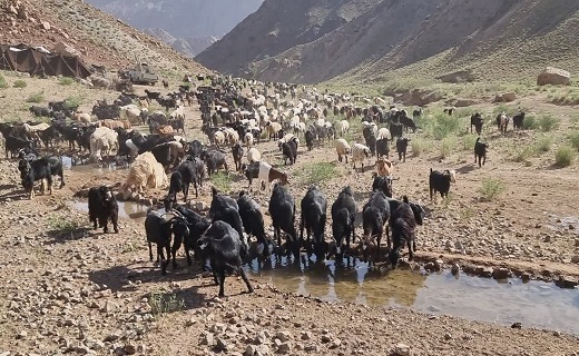 دور از هیاهوی شهر در کنار سیاه چادرهای عشایری + تصاویر