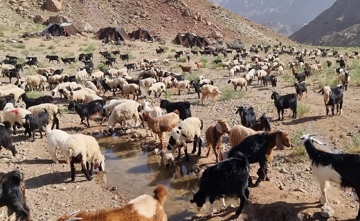 دور از هیاهوی شهر در کنار سیاه چادرهای عشایری + تصاویر