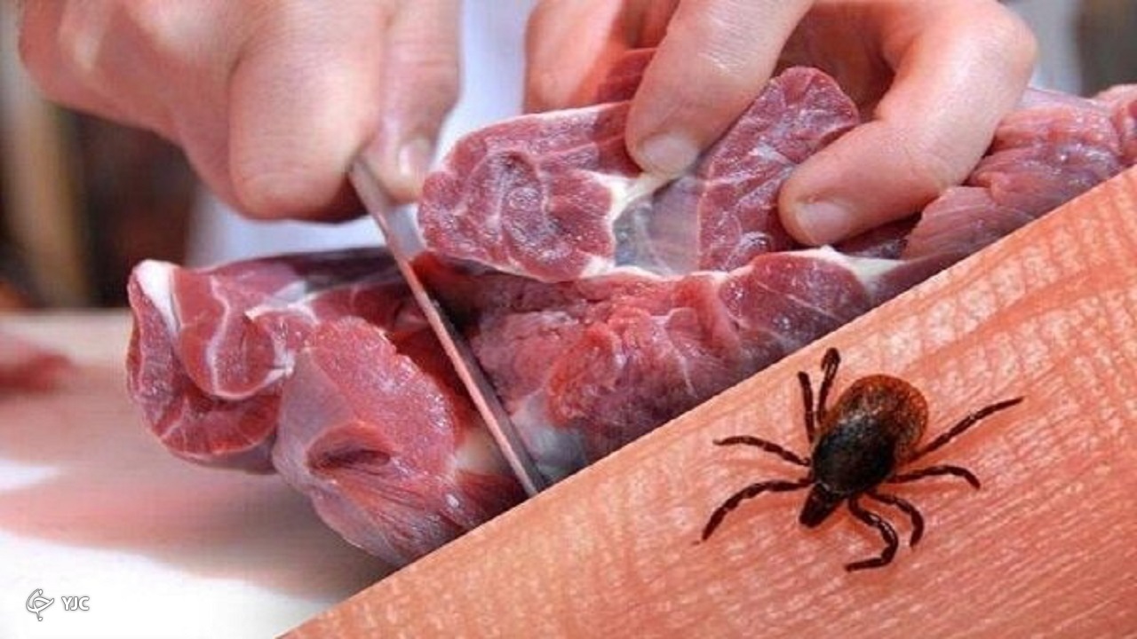 ضرورت استفاده از دستکش برای جلوگیری از ابتلا به بیماری تب کریمه کنگو