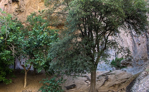 روستای زیبد؛ مکانی به قدمت شاهنامه