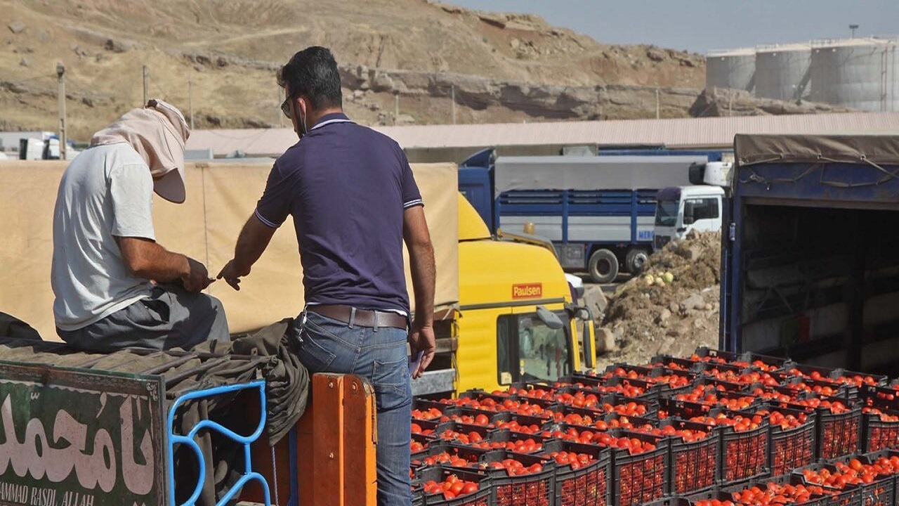 ممنوعیت صادرات گوجه فرنگی از فردا به عراق