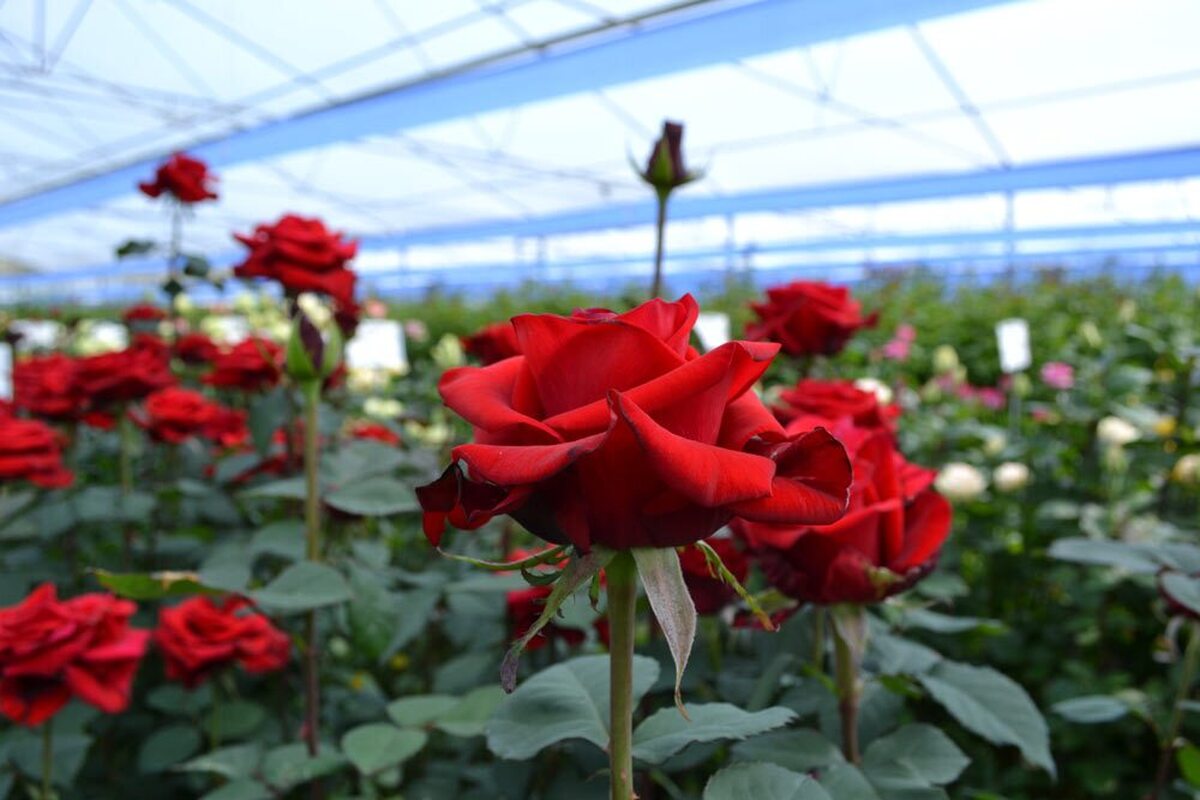 صحنه‌ای از طبیعت زیبای مرودشت + فیلم