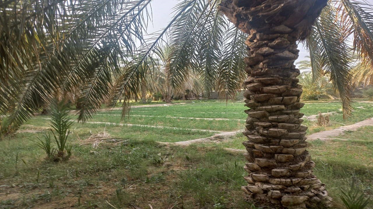 خودنمایی نخلستان‌های سراوان به وقت بهار + تصاویر