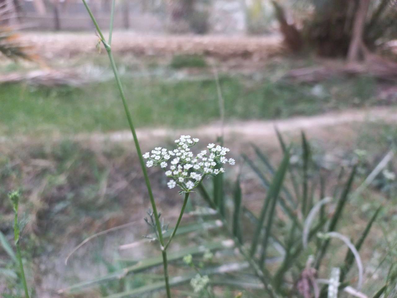 شکوفایی گل در بهاز