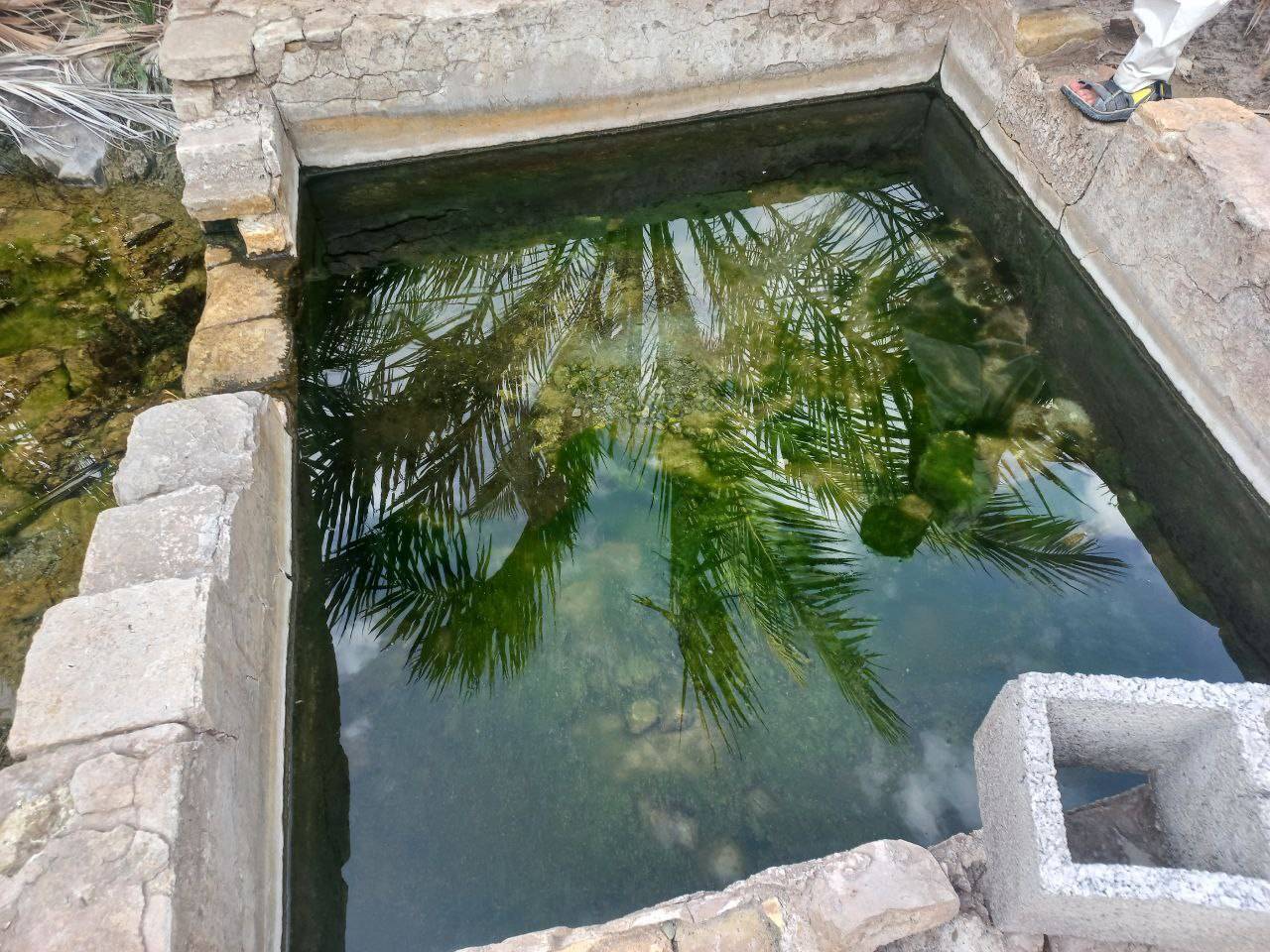 درختان خرما در سراوان