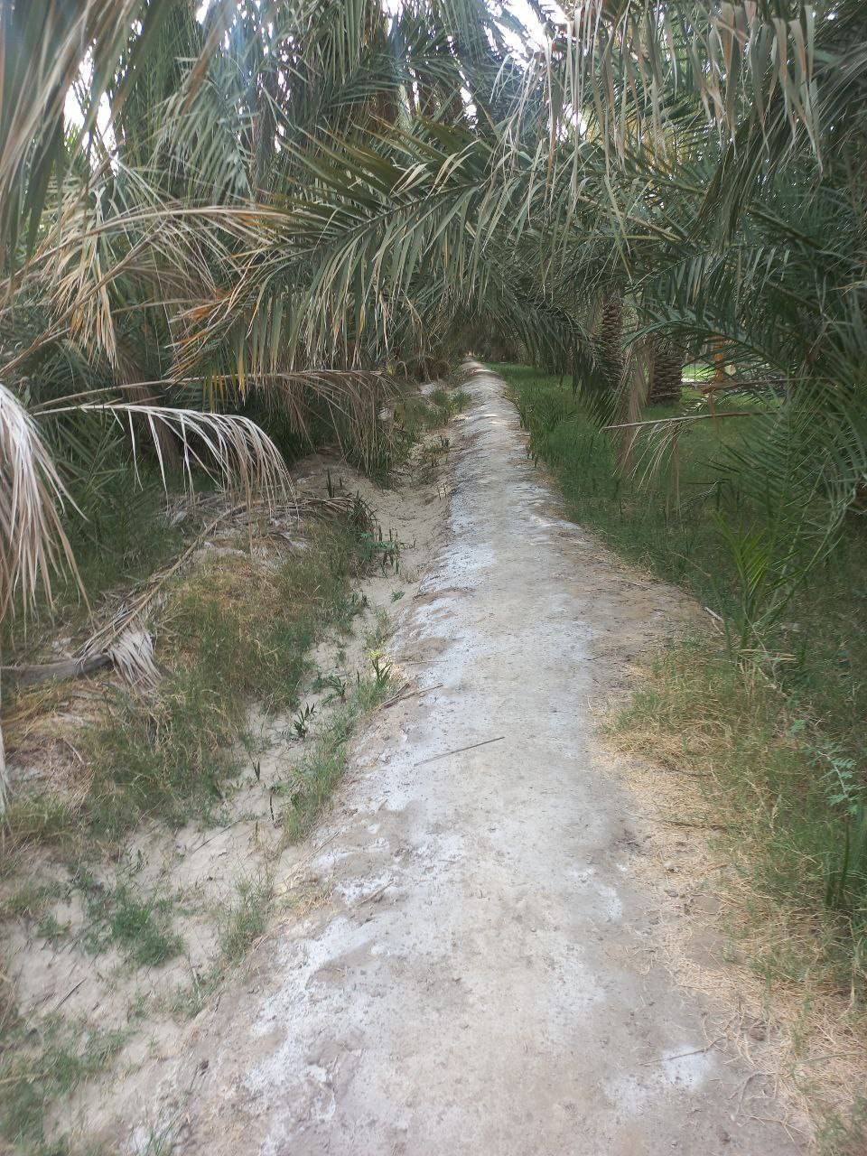 رویش درختان خرما