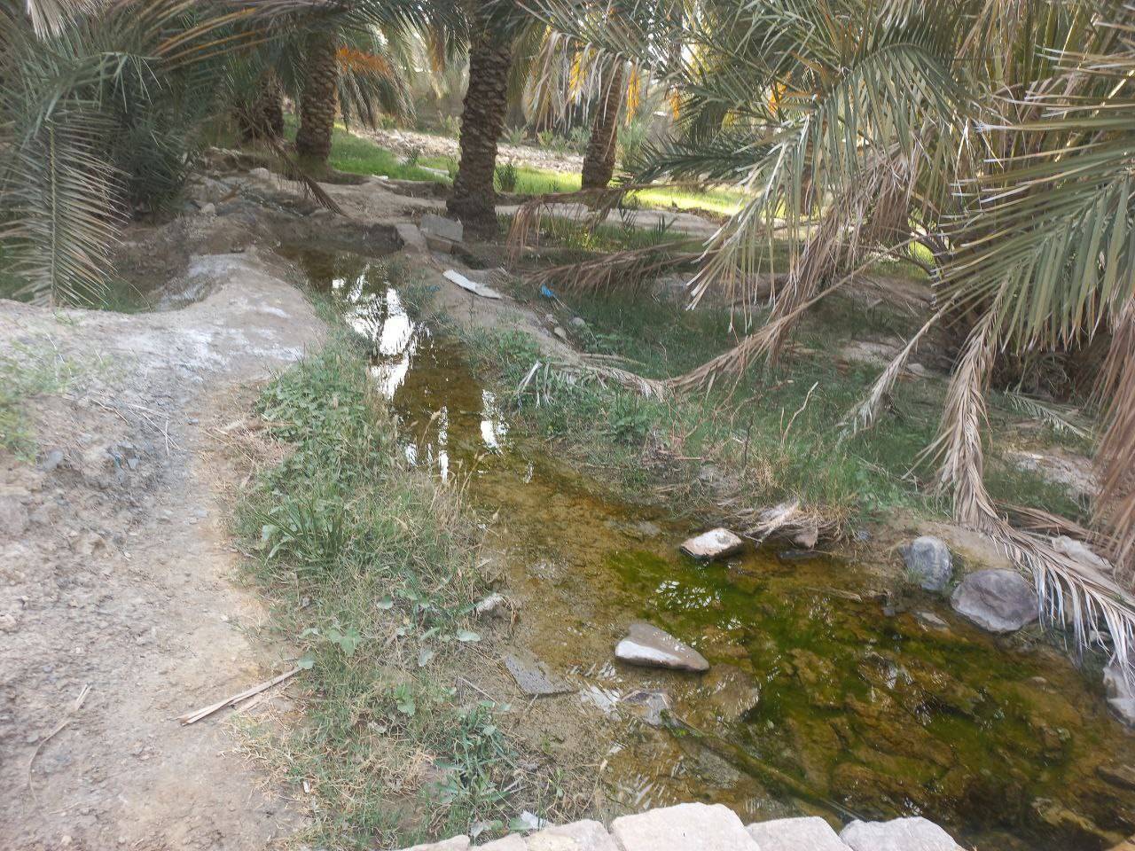 درختان خرما در سراوان