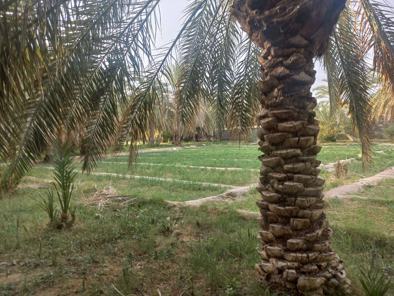 درخت نخل