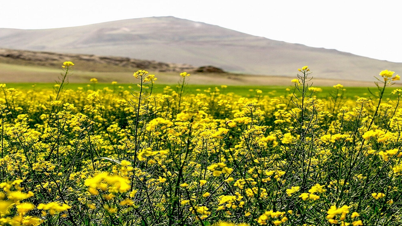 خرید تضمینی کلزا در خراسان رضوی آغاز شد