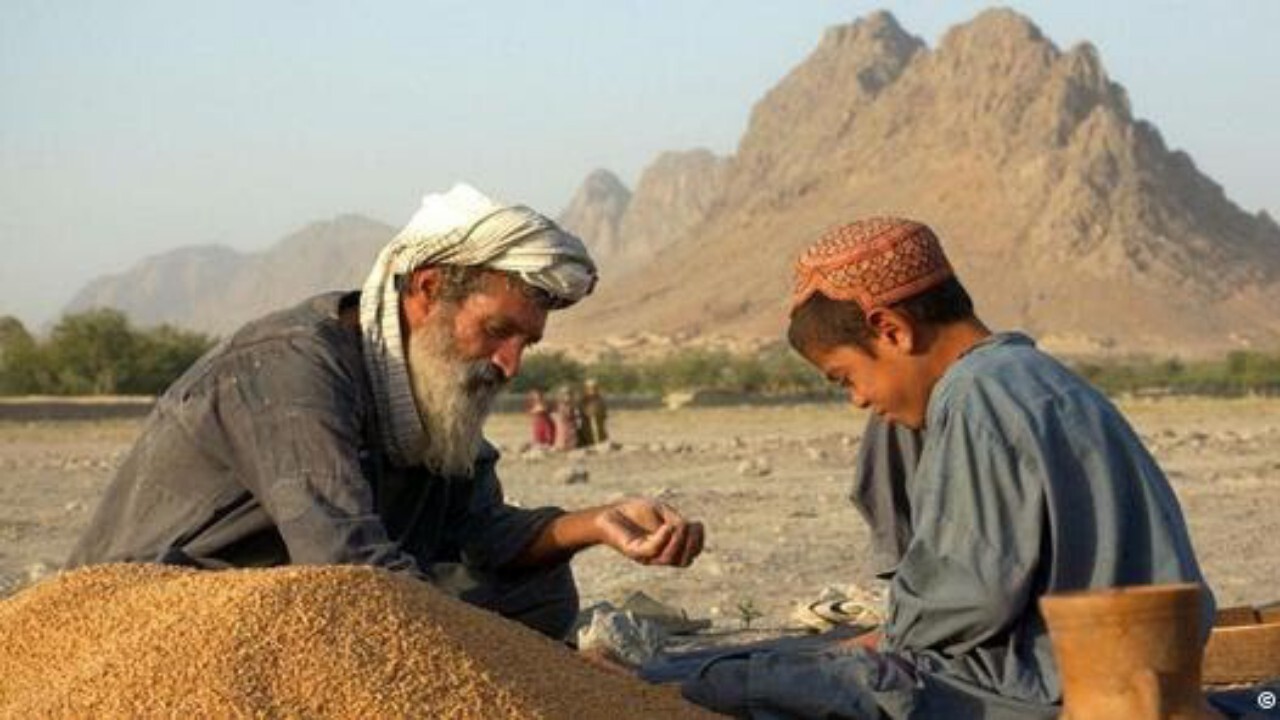 تشکیل گروه های کارشناسی برای پیشرفت زراعت در افغانستان