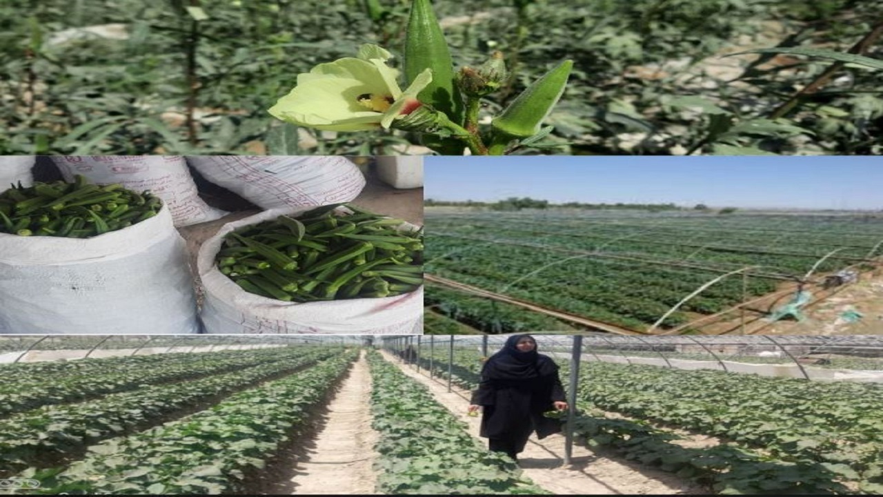 برداشت بامیه در ایرانشهر