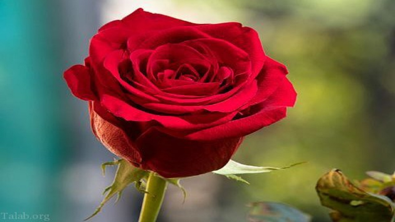 برنامه ریزی برای توسعه واحد‌های تولید گل شاخه بریده