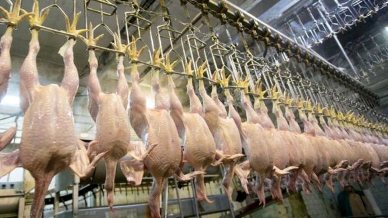 نرخ گوشت بوقلمون در بازار امروز