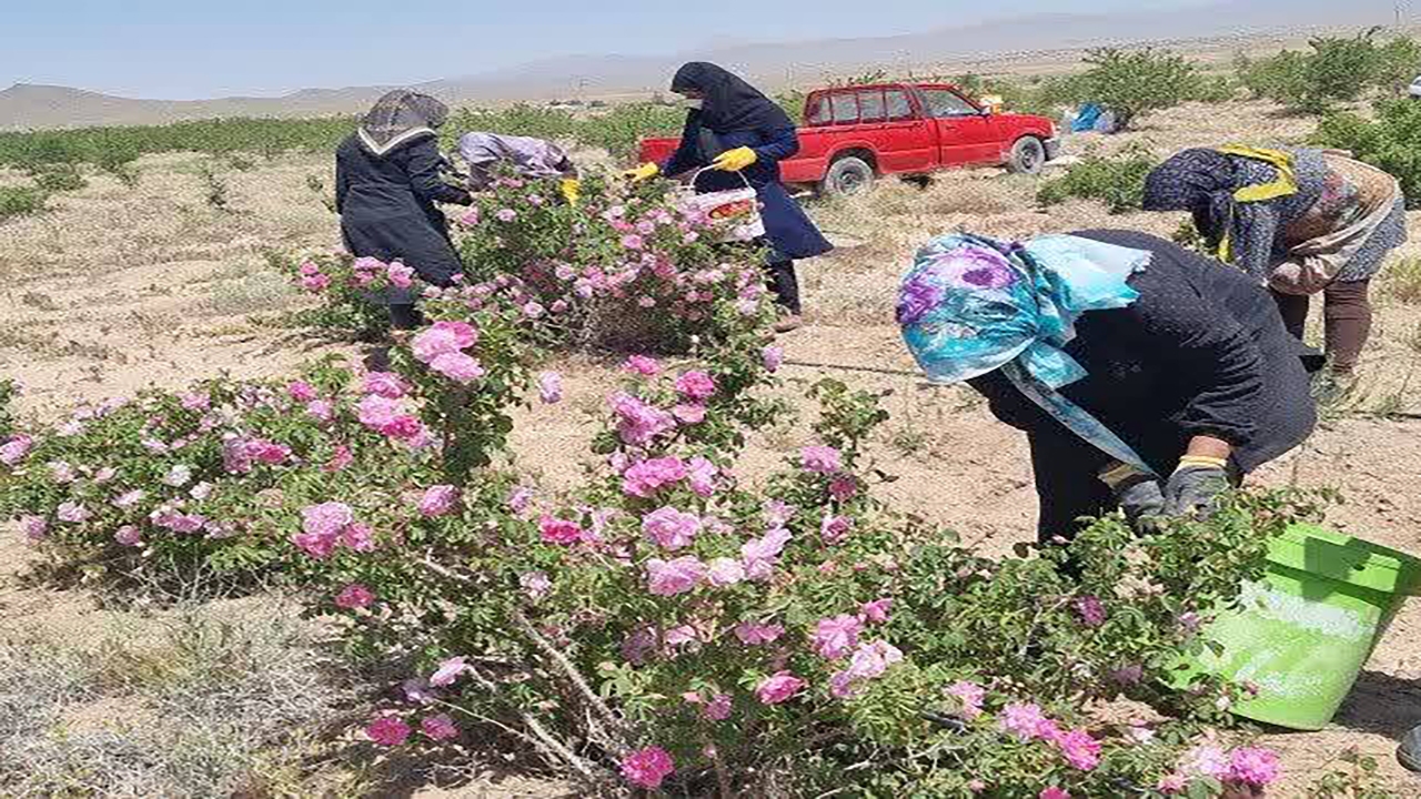 پیش بینی برداشت ۴۵ تن گل محمدی در زرند