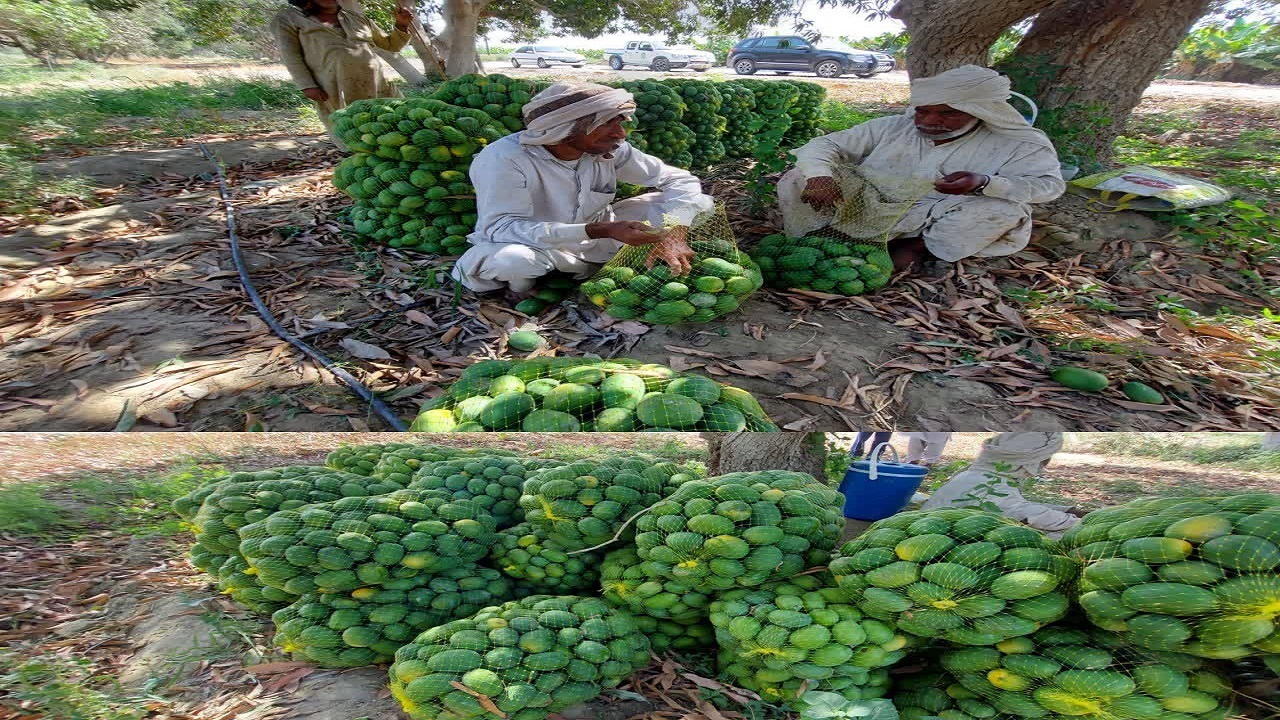 آغاز برداشت انبه در سیستان و بلوچستان