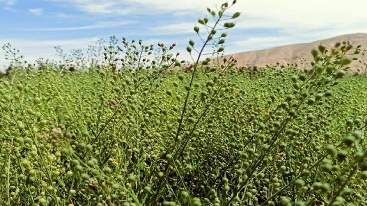 رتبه نخست لرستان در کشت دانه روغنی کاملینا
