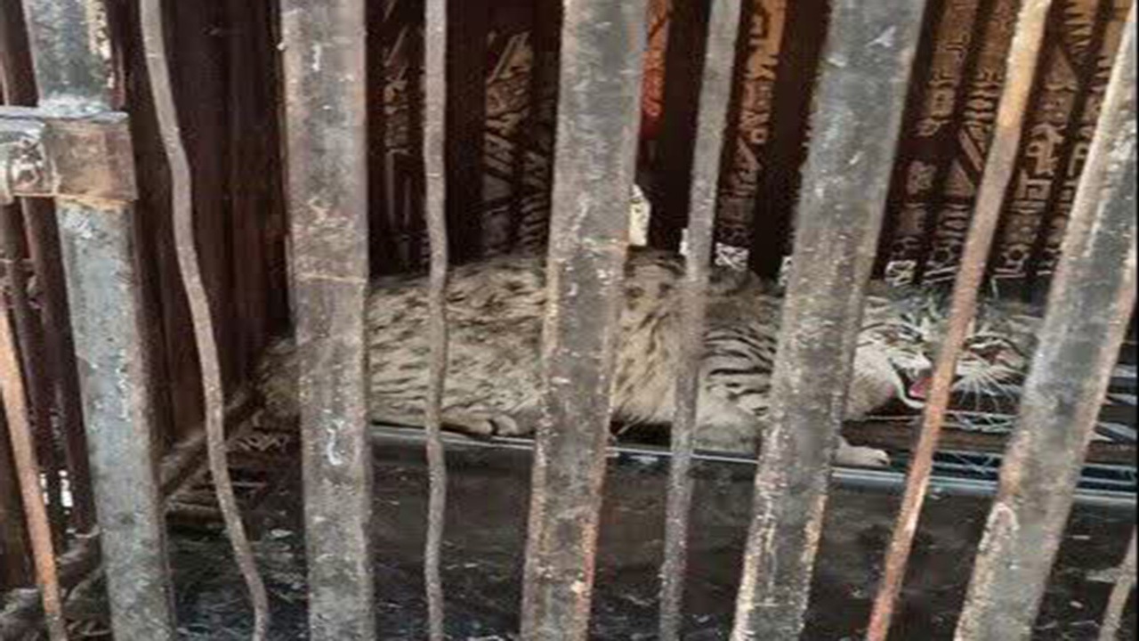 گربه وحشی گربه وحشی