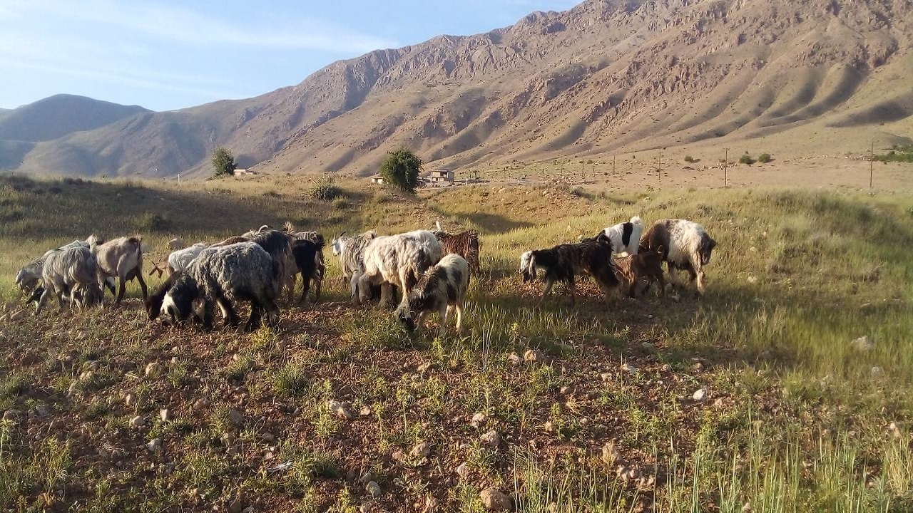 قابی خاطره انگیز از طبیعت بهاری روستای جغدان